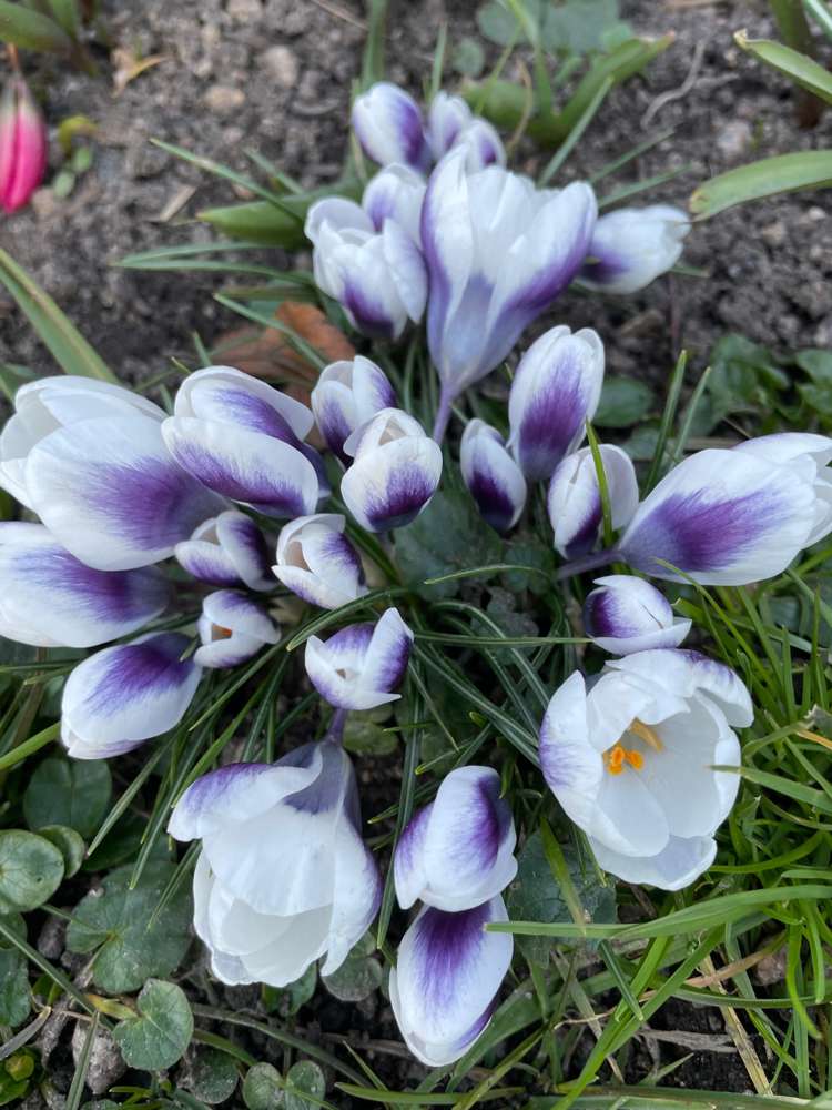 Botanische Tulpe 'Prince Claus'